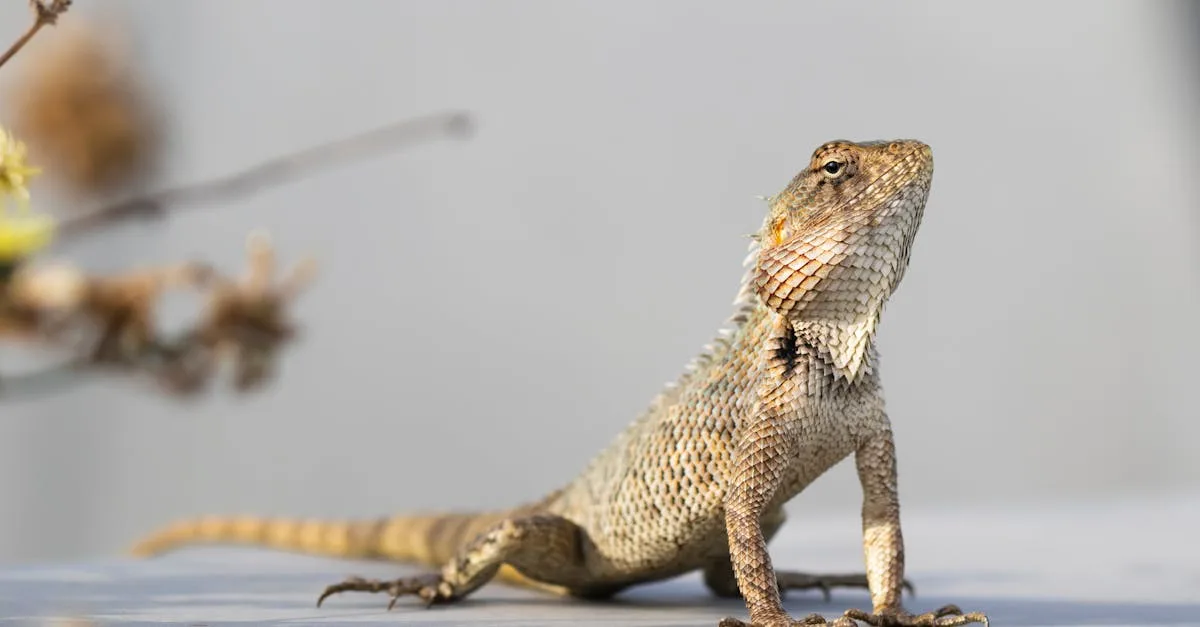 découvrez les dangers potentiels des lézards de maison et comment les gérer efficacement pour protéger votre environnement domestique.