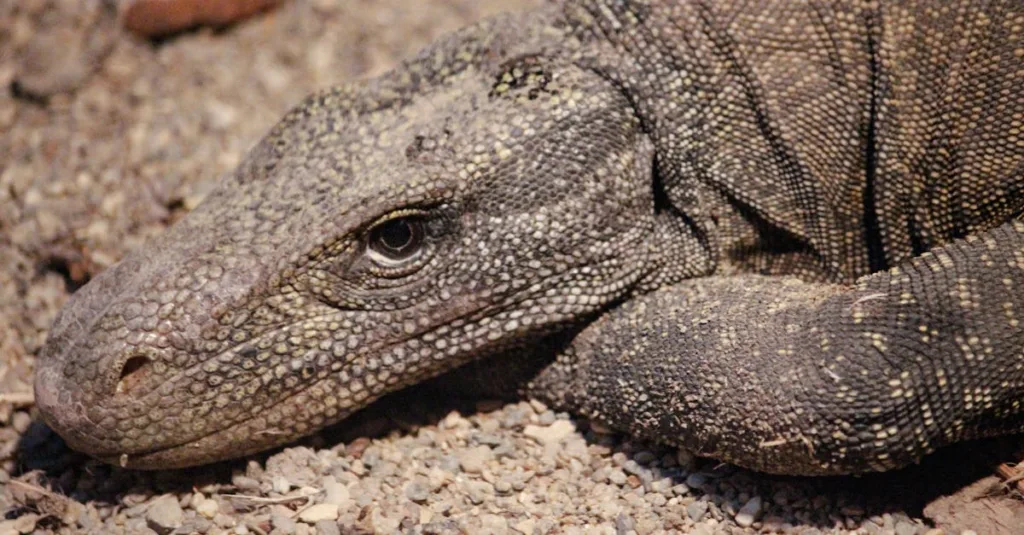 découvrez les risques associés à la présence de lézards dans votre maison et comment les gérer en toute sécurité.