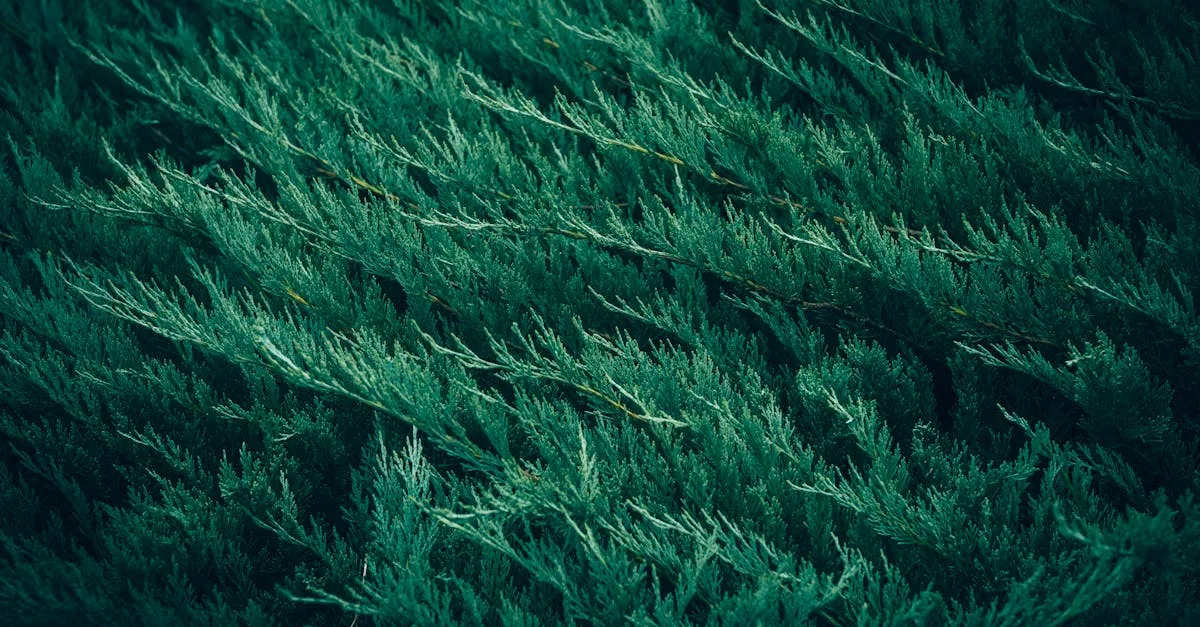 arbuste à feuilles persistantes à croissance rapide, idéal pour une haie dense et un jardin verdoyant toute l'année.