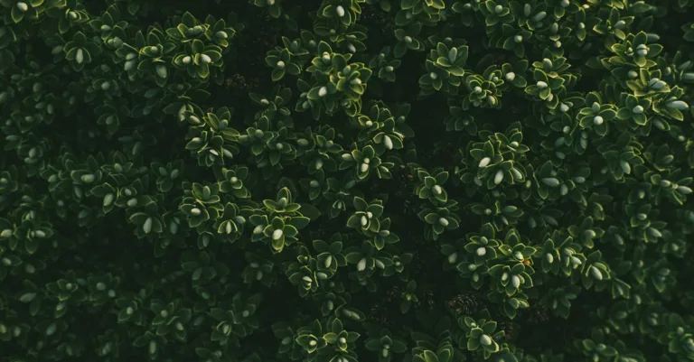 découvrez notre arbuste à feuilles persistantes à croissance rapide, idéal pour un jardin verdoyant toute l'année.