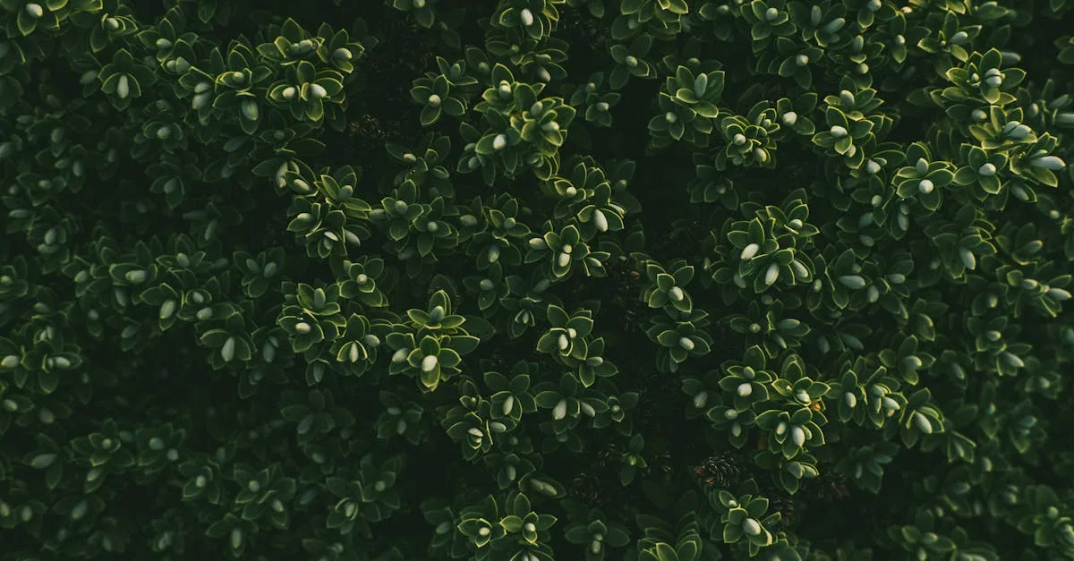 découvrez notre arbuste à feuilles persistantes à croissance rapide, idéal pour un jardin verdoyant toute l'année.