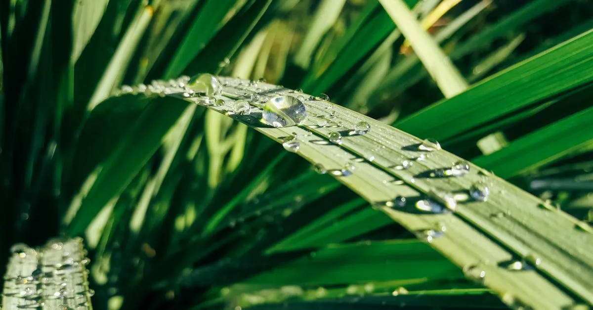 découvrez les techniques de collecte des eaux de pluie pour économiser l'eau, réduire les factures et adopter une démarche écologique efficace.