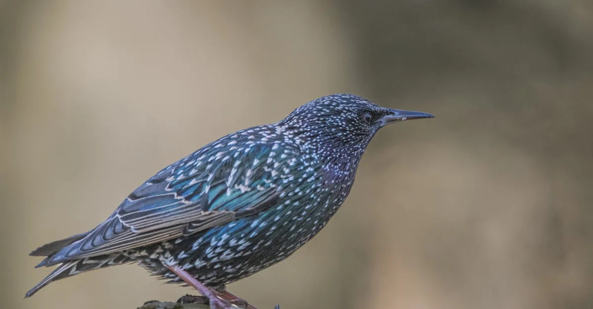 période de migration des étourneaux : découvrez les dates, les itinéraires et les comportements migratoires de ces oiseaux fascinants.