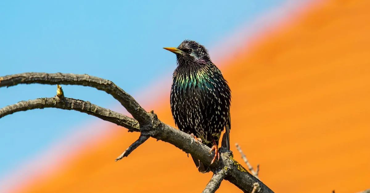 découvrez la période de migration des étourneaux, un phénomène fascinant où ces oiseaux changent de lieu selon les saisons, offrant un spectacle naturel impressionnant.