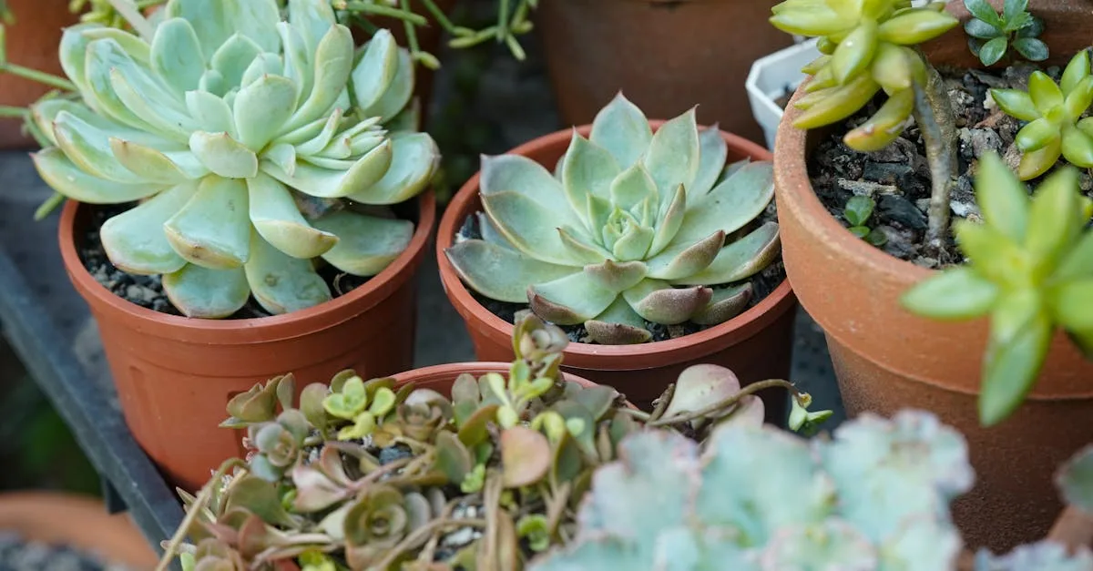 découvrez des plantes de balcon adorant le soleil et faciles d'entretien pour embellir votre espace extérieur sans effort.