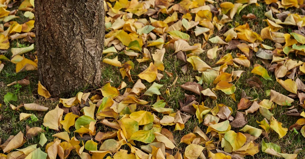 découvrez les causes courantes du jaunissement de votre pelouse et apprenez comment redonner une belle couleur verte à votre gazon grâce à nos conseils d'entretien.