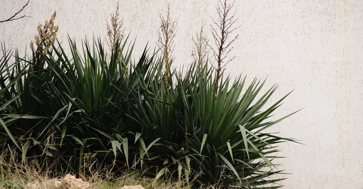 conseils essentiels pour l'entretien de votre plante yucca : arrosage, exposition, et conseils de croissance pour un yucca en bonne santé.