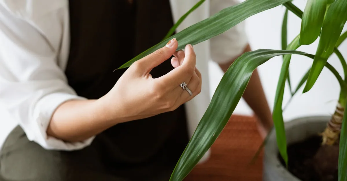 découvrez nos conseils essentiels pour l'entretien du yucca, une plante résistante et décorative, incluant l'arrosage, l'éclairage et les soins adaptés.