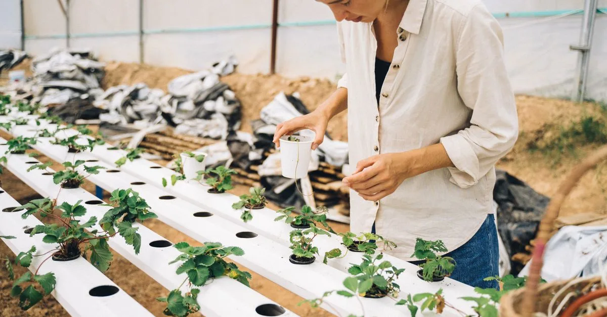 découvrez l'aquaponie, un système durable combinant aquaculture et culture hydroponique pour produire des aliments frais tout en préservant l'environnement.