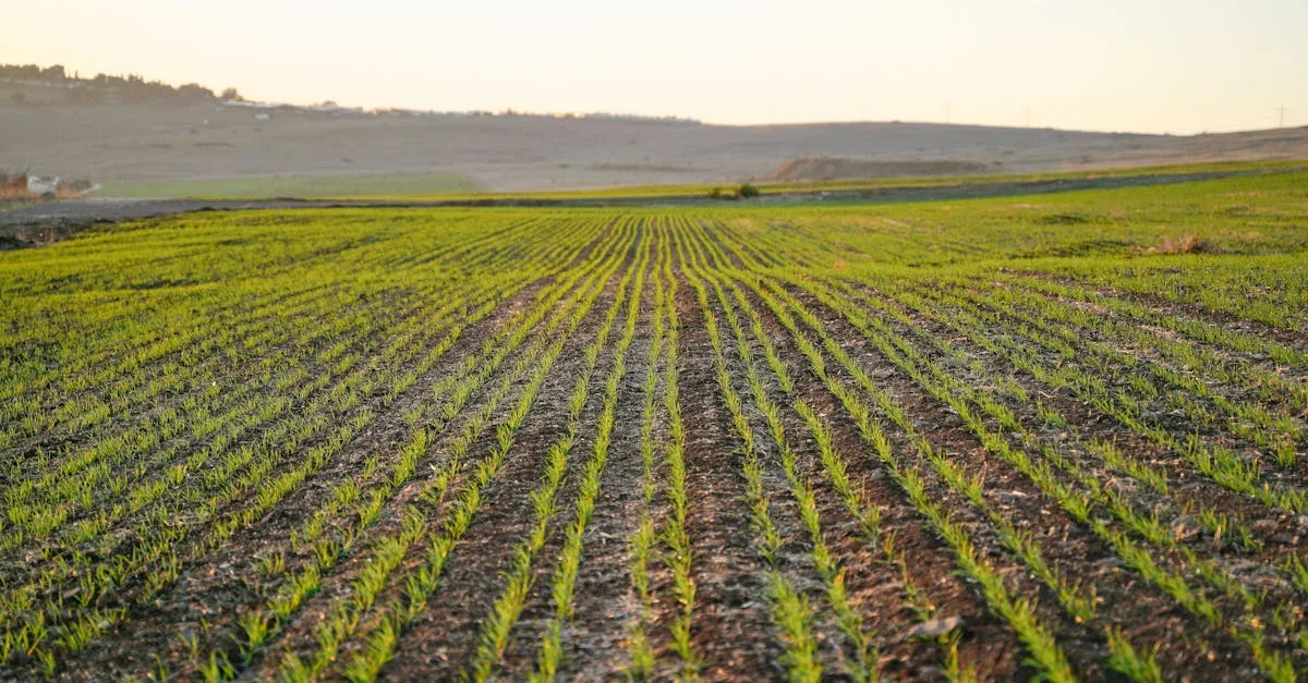 découvrez l'agriculture écologique, une méthode durable respectueuse de l'environnement qui favorise la biodiversité, préserve les ressources naturelles et soutient une production agricole saine.