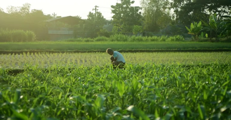 découvrez l'agriculture écologique : une approche durable qui respecte l'environnement, favorise la biodiversité et promeut des pratiques agricoles responsables pour un avenir sain.