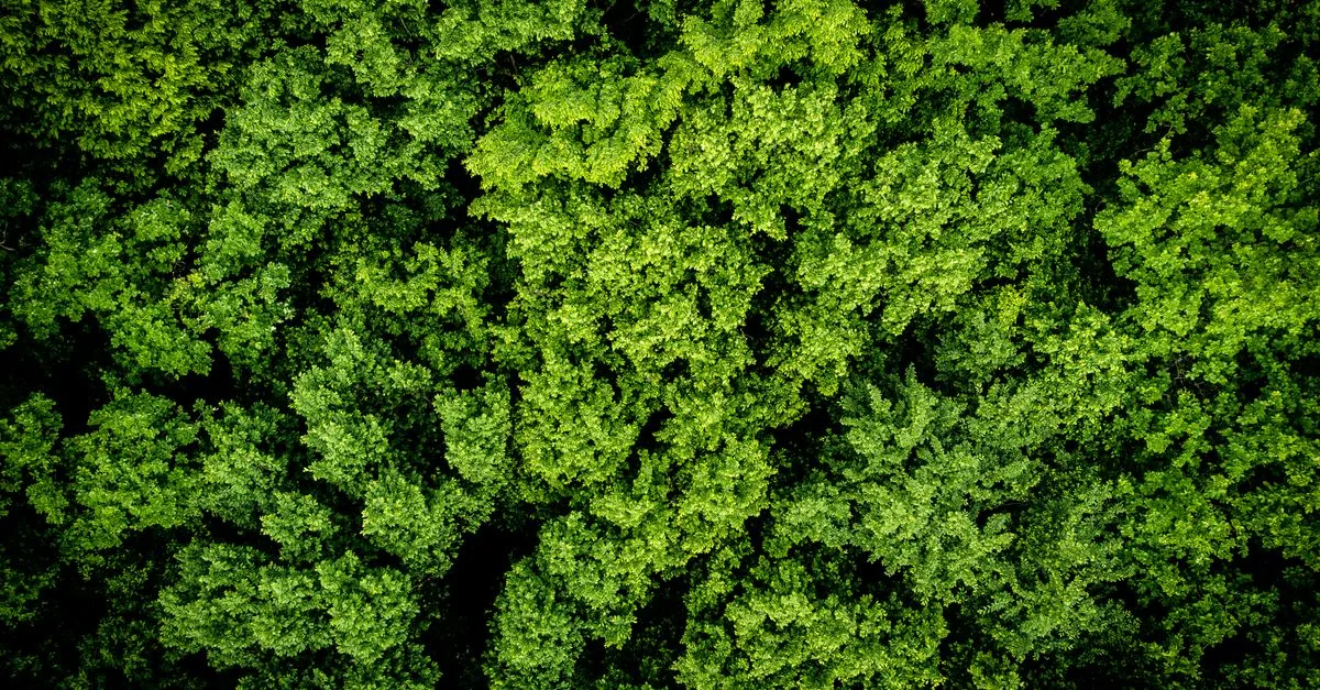 découvrez les réglementations environnementales essentielles pour protéger la planète et assurer un développement durable.